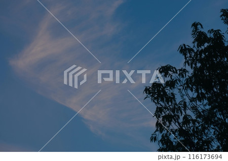 初夏の翼の様な形をした夕焼け雲 初夏の翼の様な形をした夕焼け雲 116173694