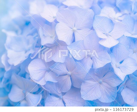 紫陽花のクローズアップ 116173729