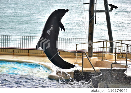 イルカ　ショー　山口　水族館 116174045