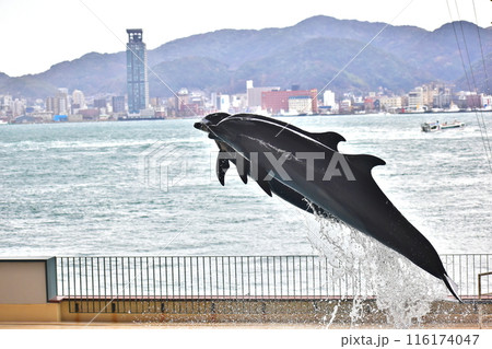 イルカ　ショー　山口　水族館 116174047
