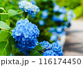 青い紫陽花 116174450