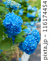 青い紫陽花 116174454