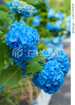 青い紫陽花 116174454