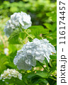 白い紫陽花 116174457