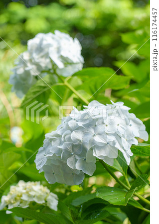 白い紫陽花 116174457