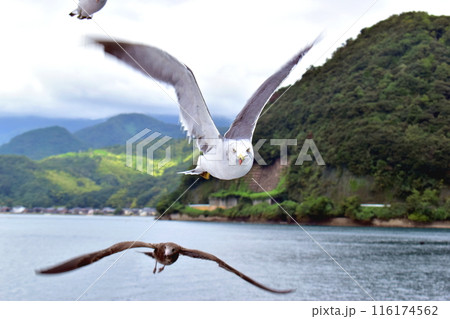 伊根湾めぐり遊覧船 京都 伊根 海鳥 カモメ ウミネコ 伊根湾めぐり遊覧船 京都 伊根 海鳥 カモメ ウミネコ 116174562