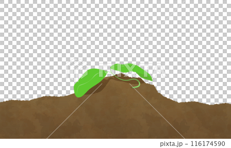 枯萎的雙葉的插圖 116174590