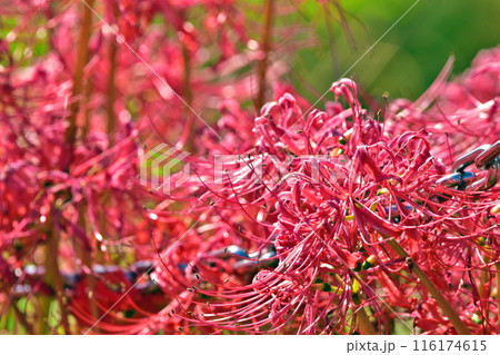 彼岸花　曼珠沙華　広島　クロスロードみつぎ 116174615