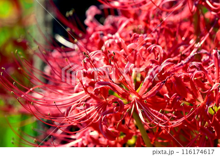彼岸花 曼珠沙華 広島 クロスロードみつぎ 彼岸花 曼珠沙華 広島 クロスロードみつぎ 116174617