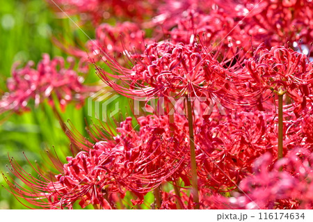 彼岸花　曼珠沙華　広島　クロスロードみつぎ 116174634