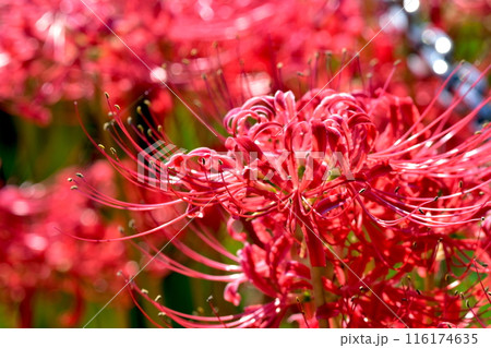 彼岸花　曼珠沙華　広島　クロスロードみつぎ 116174635