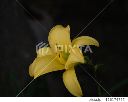 黒バックに浮き上がる黄色いユリの花 116174755