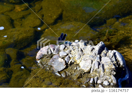 トンボ　蜻蛉　広島　クロスロードみつぎ 116174757
