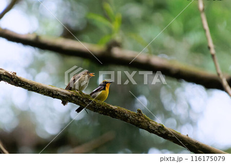 キビタキの親子（雄と幼鳥) 116175079