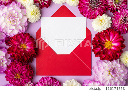 Creative layout made of flowers dahlias with a vinous envelope with space for text. Floral Greeting card. Nature trendy decorative design. Flat lay. 116175258