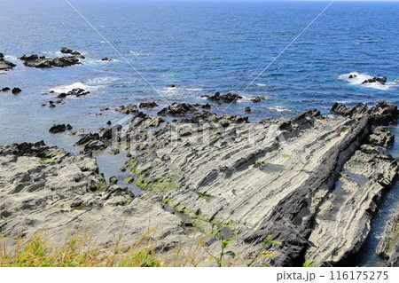 荒崎海岸 116175275