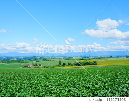 北海道の絶景 美瑛かしわ公園からの風景 北海道の絶景 美瑛かしわ公園からの風景 116175308