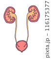 腎臓と尿管と膀胱の解剖図 116175377
