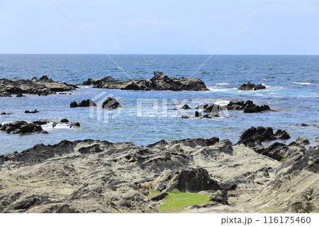 荒崎海岸 116175460
