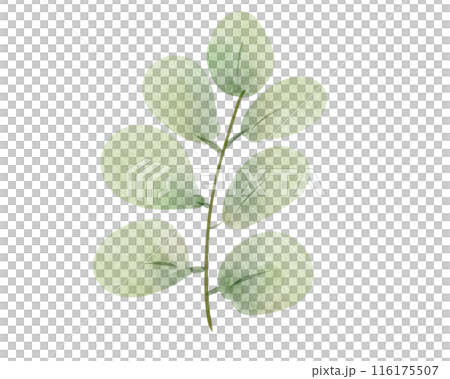 Green Leaves isolated Green Leaves isolated 116175507