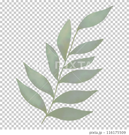 Green Leaves isolated Green Leaves isolated 116175509