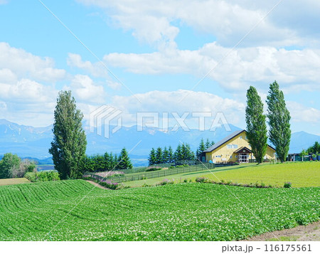 北海道の絶景 美瑛のケンとメリーの木の風景 116175561
