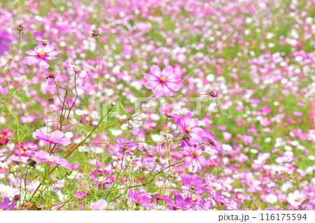 秋桜　こすもす　コスモス　秋　まんのう公園　国営讃岐まんのう公園　香川 116175594