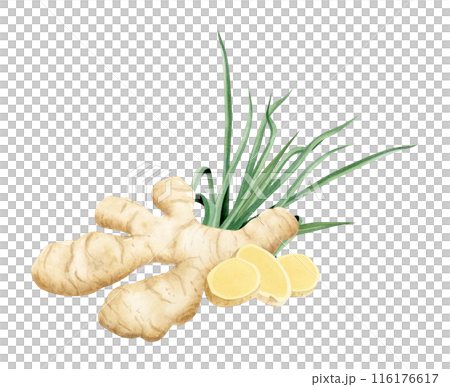 Ginger root and slices with lemongrass watercolor illustration in yellow and green colors isolated on white. Spicy vegetables for traditional medicine recipes and herbal drinks 116176617