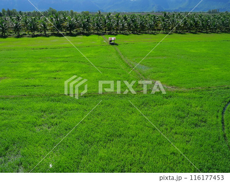 Aerial view of the green rice plant field in water on dirt land, Cereal crop in tropical, Rural in Thailand Aerial view of the green rice plant field in water on dirt land, Cereal crop in tropical, Rural in Thailand 116177453