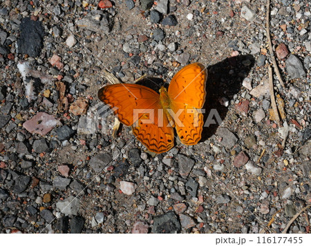The Common Yeoman butterfly walking on ground in forest , Black stripes on orange color wings of tropical insect 116177455