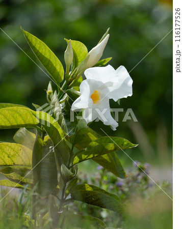 白のクライミング　サンパラソルの花 116177526