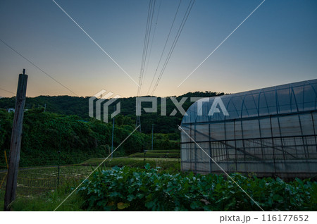 夕暮れの農村風景 夕暮れの農村風景 116177652