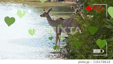 Image of heart and frame over antelopes on savanna Image of heart and frame over antelopes on savanna 116178618