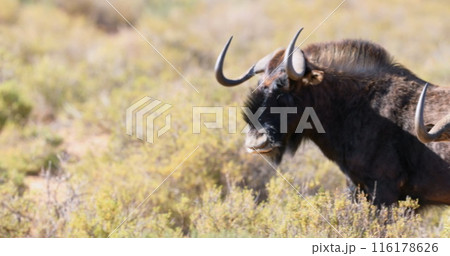 Image of hearts over antelopes on savanna Image of hearts over antelopes on savanna 116178626