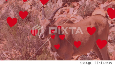 Image of hearts over antelope on savanna Image of hearts over antelope on savanna 116178639