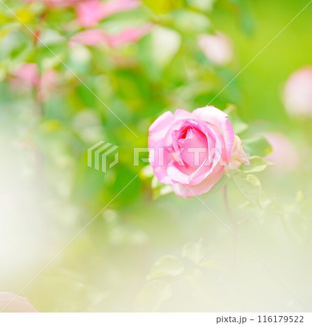 北海道のローズガーデン ロイズガーデン 116179522