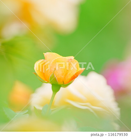 北海道のローズガーデン ロイズガーデン 116179530