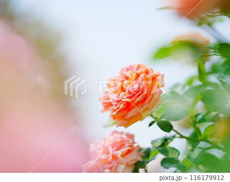 北海道のローズガーデン ロイズガーデン 116179912