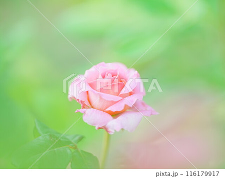 北海道のローズガーデン ロイズガーデン 116179917