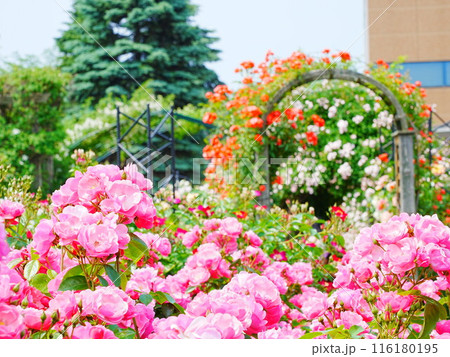 北海道のローズガーデン ロイズガーデン 116180195