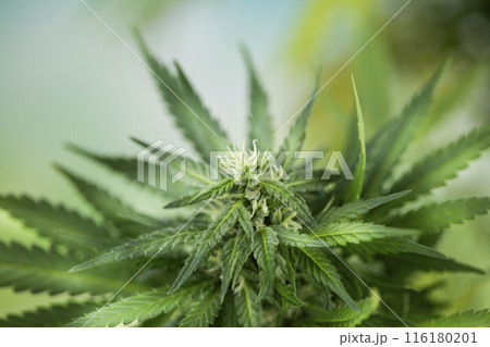 Close up view of green marijuana plant 116180201