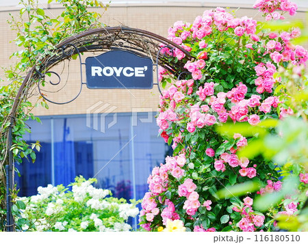 北海道のローズガーデン ロイズガーデン 116180510