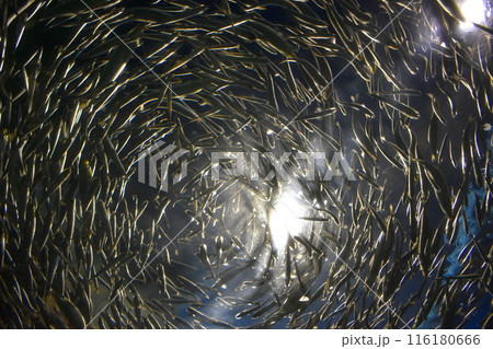 鰯　イワシ　山口　水族館 116180666