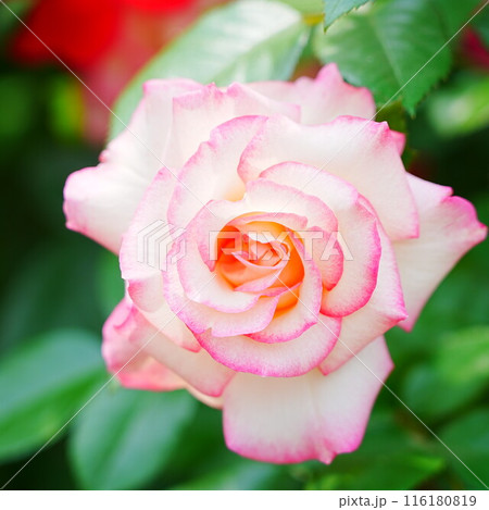 北海道のローズガーデン ロイズガーデン 116180819