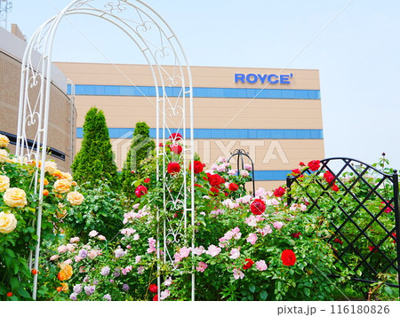 北海道のローズガーデン ロイズガーデン 116180826
