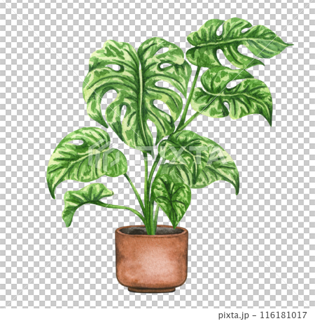 Monstera Thai Constellation. Watercolor potted plant. Houseplant illustration on white. 116181017