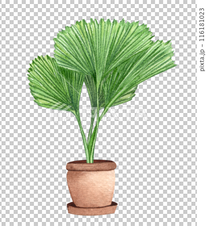 Ruffled Fan Palm. Watercolor potted plant. Houseplant illustration isolated on white. Ruffled Fan Palm. Watercolor potted plant. Houseplant illustration isolated on white. 116181023