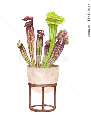 Pitcher Plant. Watercolor potted plant. Houseplant illustration isolated on white. 116181037