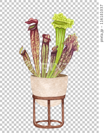 Pitcher Plant. Watercolor potted plant. Houseplant illustration isolated on white. 116181037