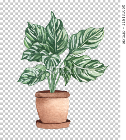 Calathea White Fusion. Watercolor potted plant. Houseplant illustration isolated on white. 116181060